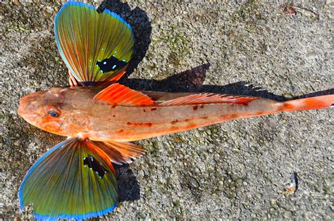 Perna De Moça Peixe