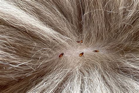 Fleas On Cats How To Identify And Treat Them Great Pet Care