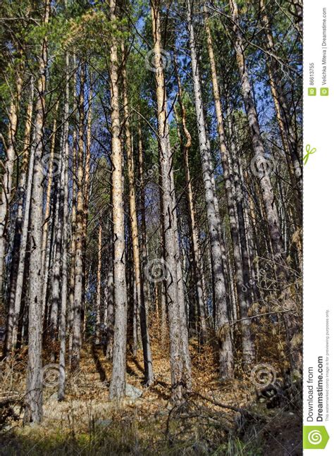 Sunlit Forest Pine Trees In Vitosha Mountain Stock Image Image Of