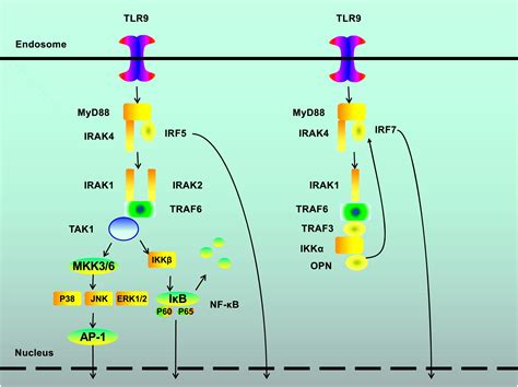 Tlr9 And Its Signaling Pathway In Multiple Sclerosis Journal Of The