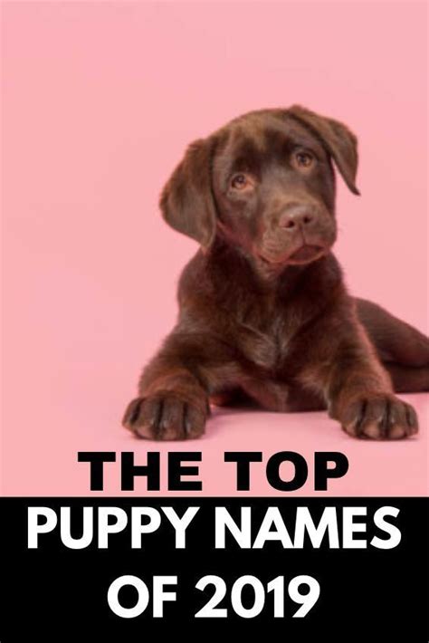 Along with muhammad, arabic boy names in the top 500 in the us include amir, malik, nasir. The Top Puppy Names of 2019 | Puppy names, Puppies, Puppy ...