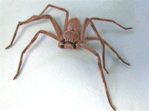 Australian Huntsman Spider