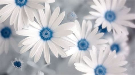 [38+] Blue Wallpaper with White Flowers on WallpaperSafari