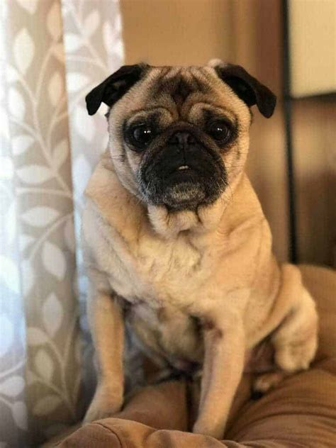 Pug Breed Information 14 Things To Know Your Dog Advisor