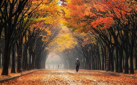 Nature Landscape Colorful Leaves Street South Korea Park Trees