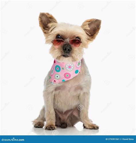 Lovely Little Yorkie Dog With Sunglasses And Pink Bandana Sitting Stock