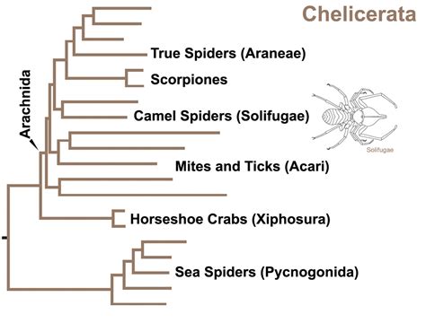 Theories Of Evolution Subphylum Chelicerata