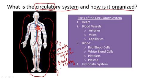 Circulatory System Ck 12 Foundation