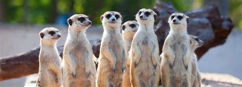 Meerkats Theyre Just Like Us Bbc Earth
