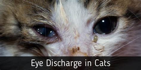 why does my cat have yellow discharge from eyes catwalls