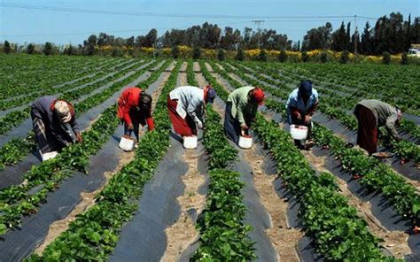 L’agriculture africaine sous le sceau du raisonnement  VivAfrik