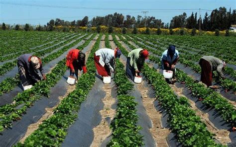 L’agriculture africaine sous le sceau du raisonnement  VivAfrik