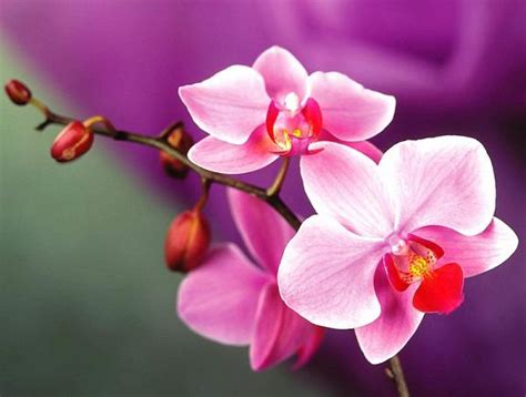 Các Loài Hoa đẹp Nhất Việt Nam Ý Nghĩa Và Cách Trồng đơn Giản Nhà đẹp
