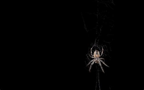 Black Widow Spiders Hd Wallpapers Free Download Wallpaperforu