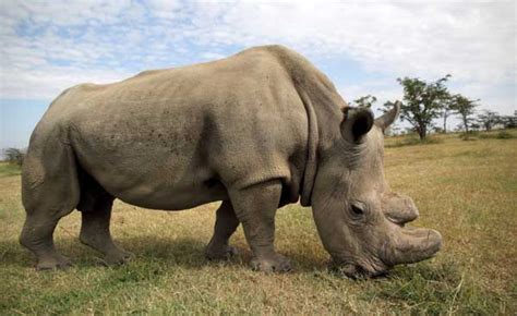 Africa Impregnated Southern White Rhino Could Save Nearly Extinct