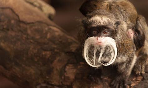 5 Tipos De Monos Tití Los Simios Más Diminutos