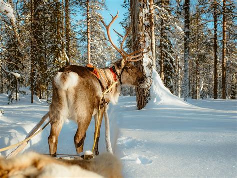 Lapland Travel Akaslompolo All You Need To Know Before You Go