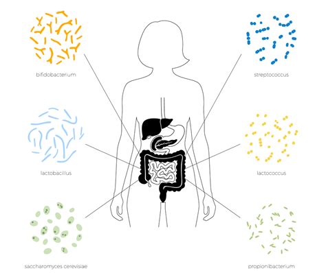 Cómo influye la microbiota intestinal en otros órganos Yakult