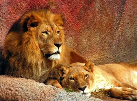 Lions Resting Free Photo Download Freeimages