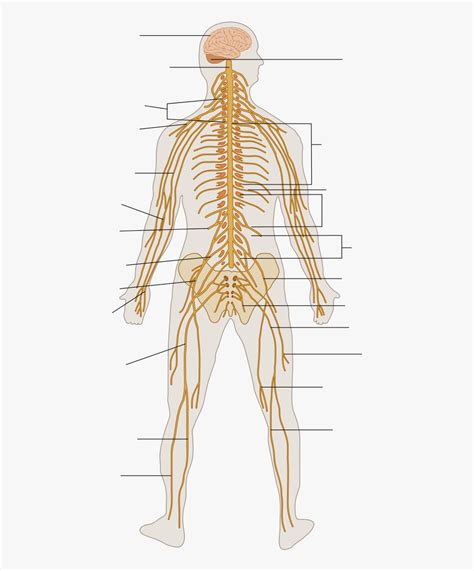 In this article, we will outline the stages involved in the development of the central nervous. Te-nervous System Diagram Unlabeled - Nervous System Grade 10 , Free Transparent Clipart ...