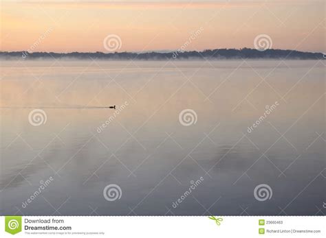 Duck In Mist At Sunrise Stock Image Image Of Reflection 23660463