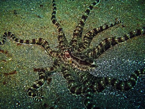 Mimic Octopus Octopus Facts And Information