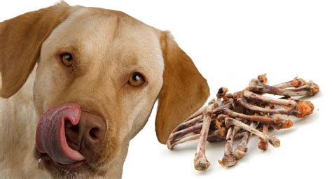 Can Dogs Eat Bones Raw And Cooked Bones For Dogs Vitalcute