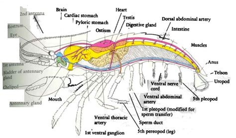 crayfish anatomy internal