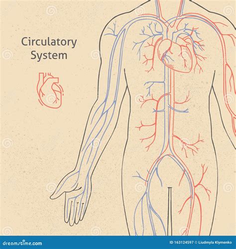 Vector Illustration Of The Human Circulatory System Drawn In Retro