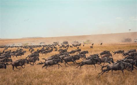 Everything You Need To Know About The Great Wildebeest Migration