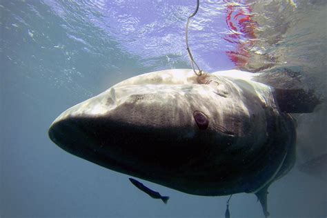 Sharks Big Island Hawaii