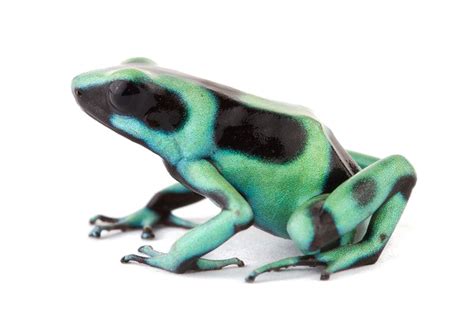 Poison Dart Frog Transparent Background Png Svg Clip Art For Web