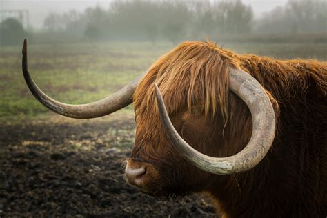 Free Stock Photo Of Bull Horns