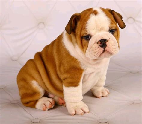 English bulldog puppies and dogs. Verified Exchange - Free Car Classifieds | Online Classifieds
