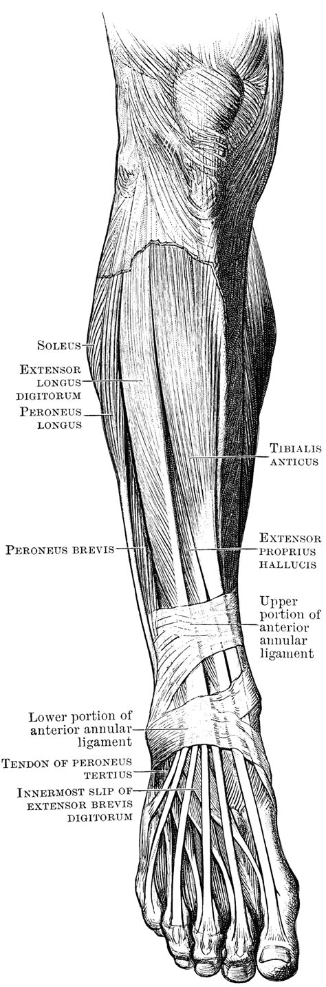 For the legs, superficial muscles are shown in the anterior view while the posterior view shows both superficial and deep muscles. Front Muscles of the Leg and Foot | ClipArt ETC