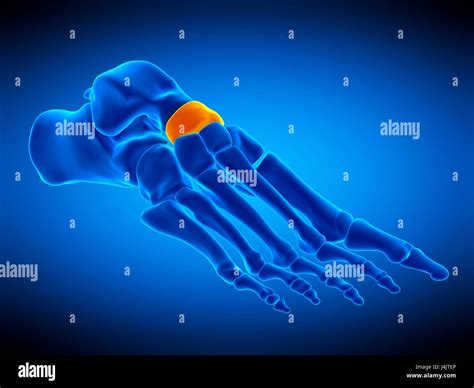 Illustration Of The Navicular Bone Stock Photo Alamy