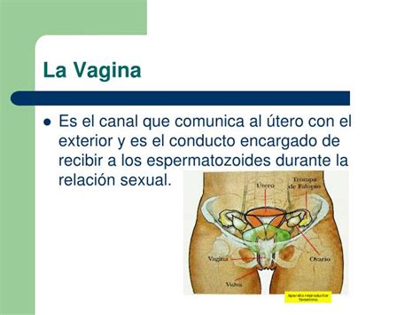 Anatomia Y Fisiologia Del Aparato Reproductor Femenino Vagina Images