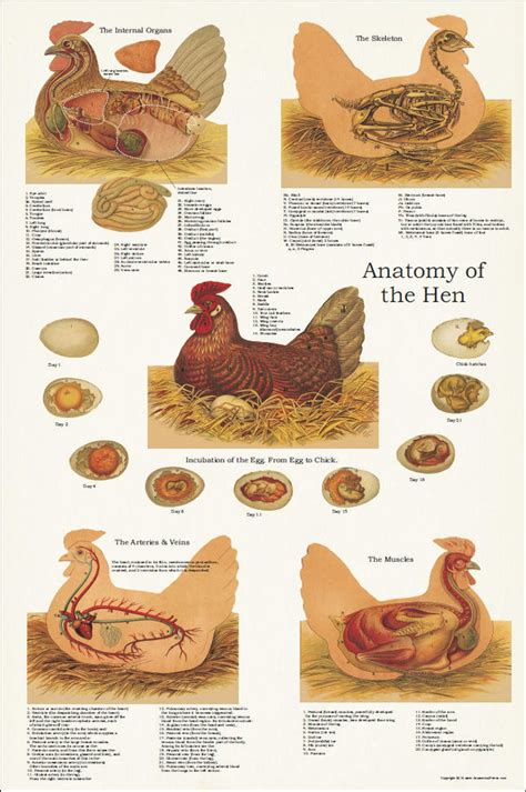 Chicken Hen Muscle Skeletal Anatomy Poster 24 X 36 Veterinary Chart
