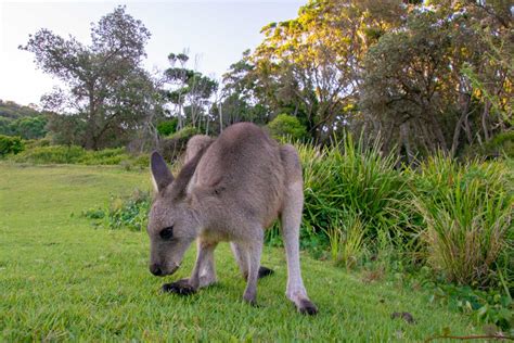 All other things being equal, lighter wheelchairs are easier to push and maneuver. How Much Does A Kangaroo Weigh? (with 6 examples) - Lucky ...