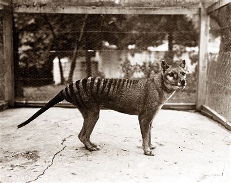 New Study Reveals That The Tasmanian Tiger Might Have Survived To 1980s