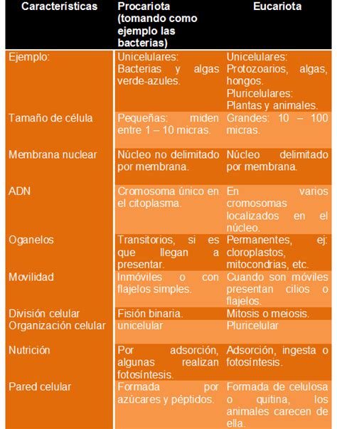 Cuadros Comparativos Diferencias Entre Células Procariotas Y