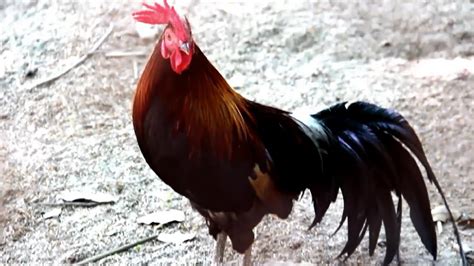 Red Jungle Fowl Chickens In Cambodia Youtube