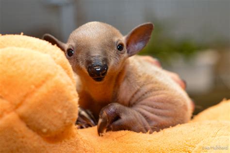 Meet Mani The Cincinnati Zoos Baby Tamandua