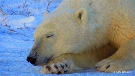 Churchill Sunday Photo Sleeping Bear Churchill Polar Bears