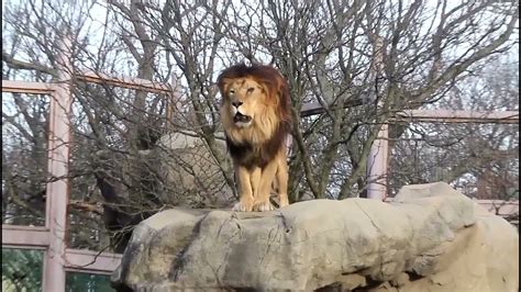 Lion Roars At Franklin Park Zoo Youtube