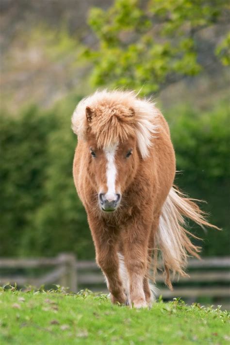 Shetland Pony Information and Photos | ThriftyFun