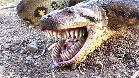 10 Most Venomous Animals Snake Snakes Dangerous Most Animal Cobra