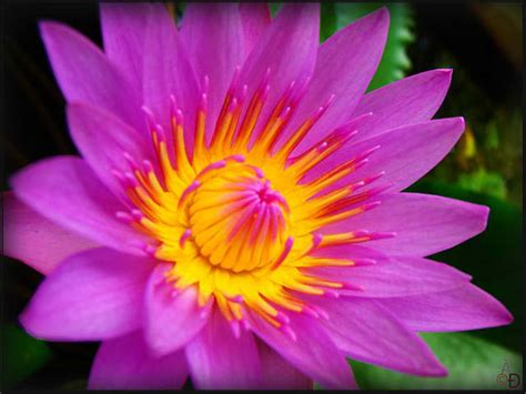 Some of the technologies we use are necessary for critical functions like security and site integrity, account authentication, security and privacy preferences, internal site usage and maintenance data, and to make the site work correctly for browsing and transactions. Flowers around the world: The National Flower Every ...