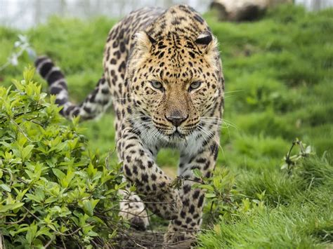 Why Amur Leopards Are Endangered And What We Can Do Nexus Newsfeed