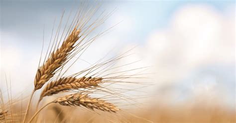 Litecoins currently has a trade volume of $6, 657,793,728 over the last 24 hours and a market capitalization value of. What will bakery look like in 2030 and beyond? | Feature ...